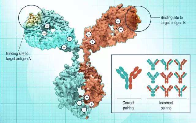 Another breakthrough in the research and development of Dongfang Baitai antibody!